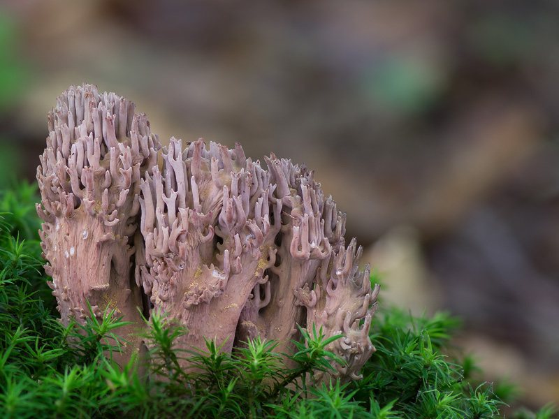 Ramaria fennica